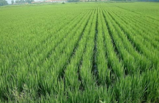 水稻高产的施肥方法,第2图