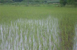 如何缩短水稻缓慢期,第1图
