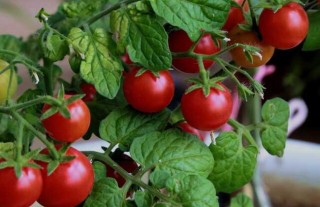 西红柿种子价格及种植方法,第1图