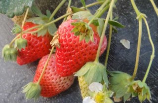 草莓花果期的管理,第1图