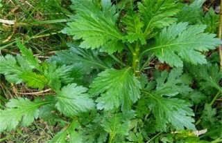 菊花脑种植技术,第4图