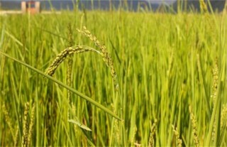 水稻齐穗期的管理方法,第8图