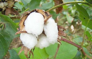 高产棉花品种有哪些？,第2图