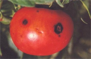 西红柿烂果的原因及防治,第4图