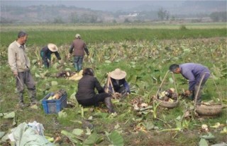 香芋的田间管理技术,第2图