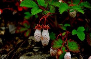 野草莓种植该怎么管理,第3图