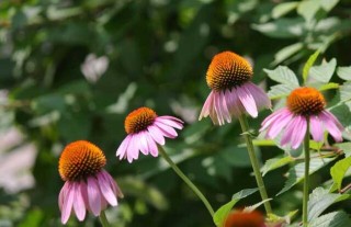 松果菊种子价格及种植方法,第1图