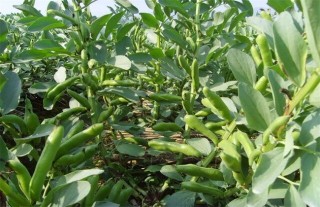 蚕豆的种植方法,第4图
