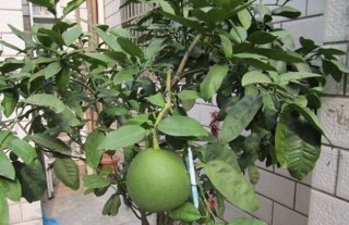 盆栽柚子树的养殖方法,第4图