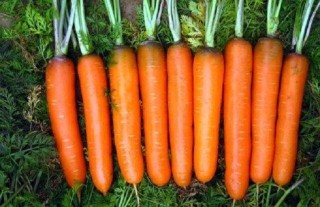 胡萝卜的种植方法与时间,第6图