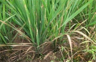 水稻黄叶原因及防治方法,第4图
