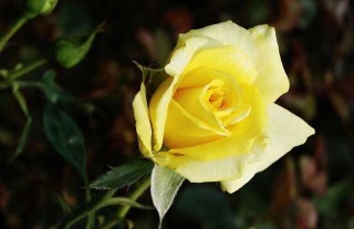 黄玫瑰的花语(黄玫瑰的花语是什么意思)