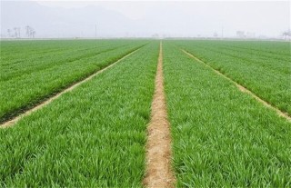 小麦需要什么生长环境,第6图