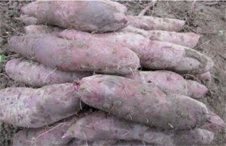 紫薯高产栽培管理技术,第2图