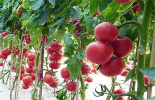 西红柿常见整枝方式,第2图