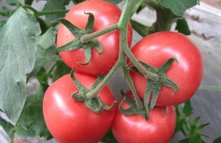 西红柿种子价格及种植方法,第3图