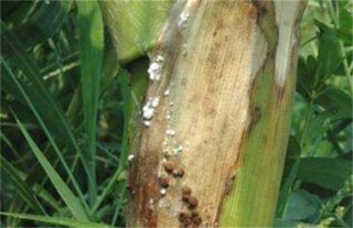 玉米常见病虫害及防治方法,第2图