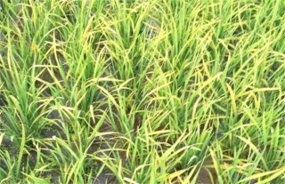 水稻黄叶原因及防治方法,第2图