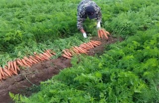 胡萝卜的种植技术,第4图