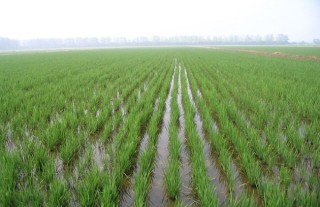 水稻高产的施肥方法,第1图