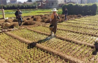 芹菜定植后的管理技术,第2图