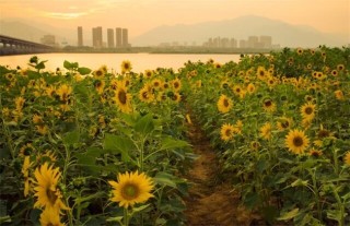 种植向日葵如何防治倒伏,第4图