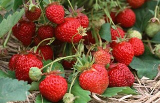 草莓种子的种植方法,第1图