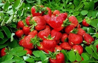 草莓科学大棚种植技术,第4图