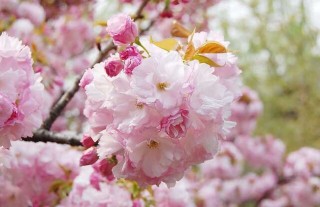 樱花树种植技术,第2图