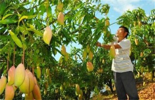 芒果高产种植技术,第3图