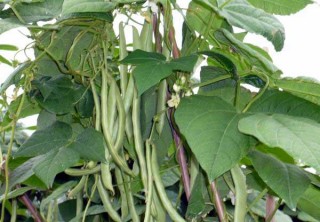 四季豆的种植条件,第1图