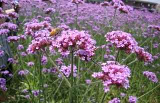 柳叶马鞭草种植技术,第3图