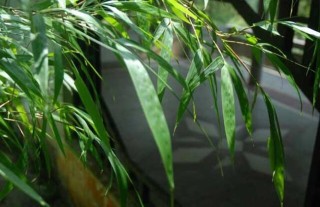 竹子怎么养才能更旺盛？,第1图