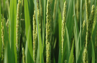 水稻高产的施肥方法,第3图