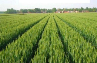 小麦种植的注意事项,第6图