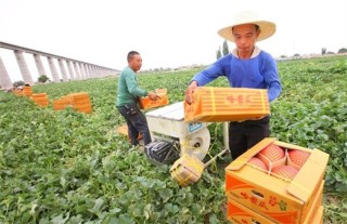 种植哈密瓜的田间管理,第2图