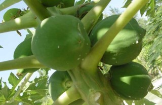 木瓜树种植技术,第4图