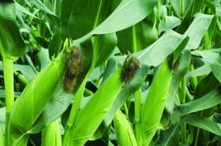 玉米的种植时间,第2图