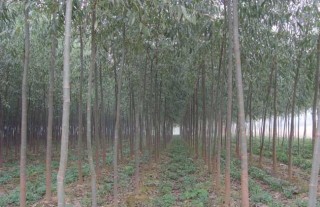 竹柳的种植技术,第4图