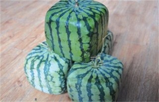 方形西瓜是怎么种的,第4图