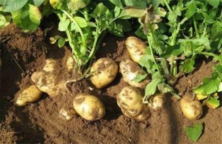 怎样提高马铃薯种植效益,第2图
