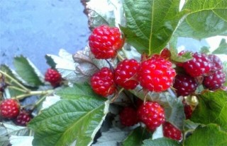 野草莓种植该怎么管理,第1图