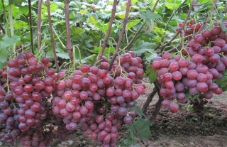 葡萄的栽培技术要点,第1图