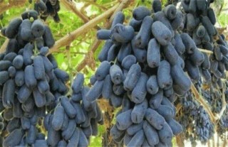 蓝宝石葡萄的花果管理技术,第1图
