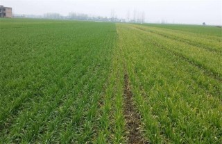 小麦需要什么生长环境,第2图