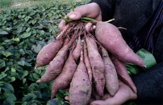 紫薯的田间管理,第1图