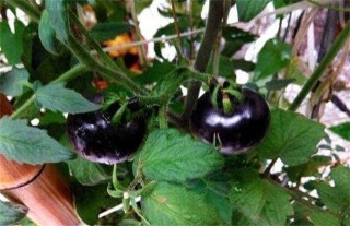 黑番茄的种植方法,第3图