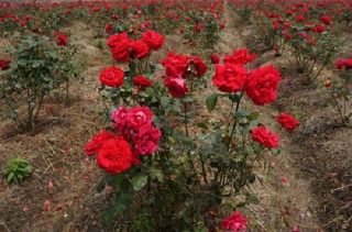 玫瑰花种子怎么种，玫瑰花种子的种殖方法,第1图