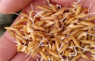 水稻催芽技术,第4图
