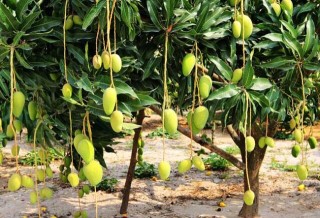 芒果的种植条件,第5图